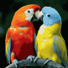 Lovebirds Parrots Diamond Painting