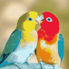 Lovely Lovebirds Parrot Diamond Painting