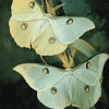 Luna Moth Butterfly Diamond Painting