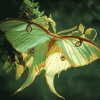 Luna Moth Insect Diamond Painting