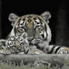 Monochrome Baby Tiger Diamond Painting