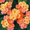 Orange Blossom Lantanas Diamond Painting