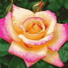 Peace Roses Bloom Diamond Painting