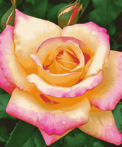 Peace Roses Bloom Diamond Painting