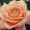 Peach Rose Blossom Diamond Painting