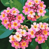 Pink Lantanas and Roses Diamond Painting