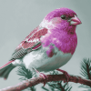 Purple Finch Bird Diamond Painting