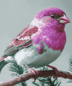 Purple Finch Bird Diamond Painting