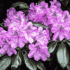 Purple Flower Blooms Diamond Painting