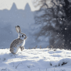 Rabbit Dancing in Snowy Mountains Diamond Painting