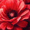 Red Blossom Rose Diamond Painting