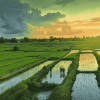 Rice Fields of Asia Diamond Painting