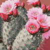 Roses Blossoms Cactus Diamond Painting