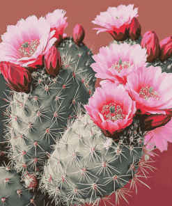 Roses Blossoms Cactus Diamond Painting