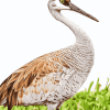 Sandhill Crane Nature Diamond Painting