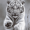 Siberian Tiger Wildlife Diamond Painting