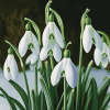 Snow Drops Floral Diamond Painting