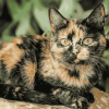 Tortoiseshell Cat Diamond Painting