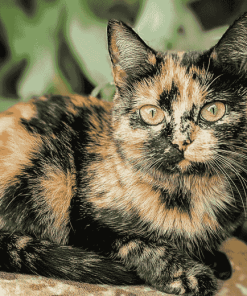 Tortoiseshell Cat Diamond Painting