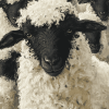 Valais Blacknose Sheep Diamond Painting