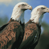 Vulture and Eagle Birds Diamond Painting