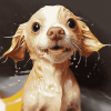 Wet Dog Delight Diamond Painting