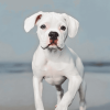 White Boxer Puppy Diamond Painting