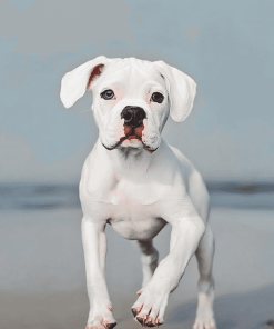 White Boxer Puppy Diamond Painting