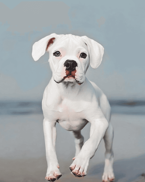 White Boxer Puppy Diamond Painting