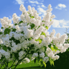 White Lilac Blossom Diamond Painting