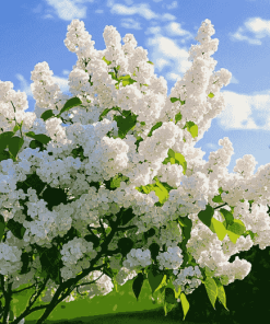 White Lilac Blossom Diamond Painting