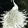 White Peacock Fantasy Diamond Painting