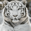 White Siberian Tiger Diamond Painting