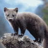 Wild Marten Animal Diamond Painting