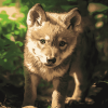 Wolf Cubs Wildlife Diamond Painting