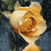 Yellow Rose Blossom Diamond Painting